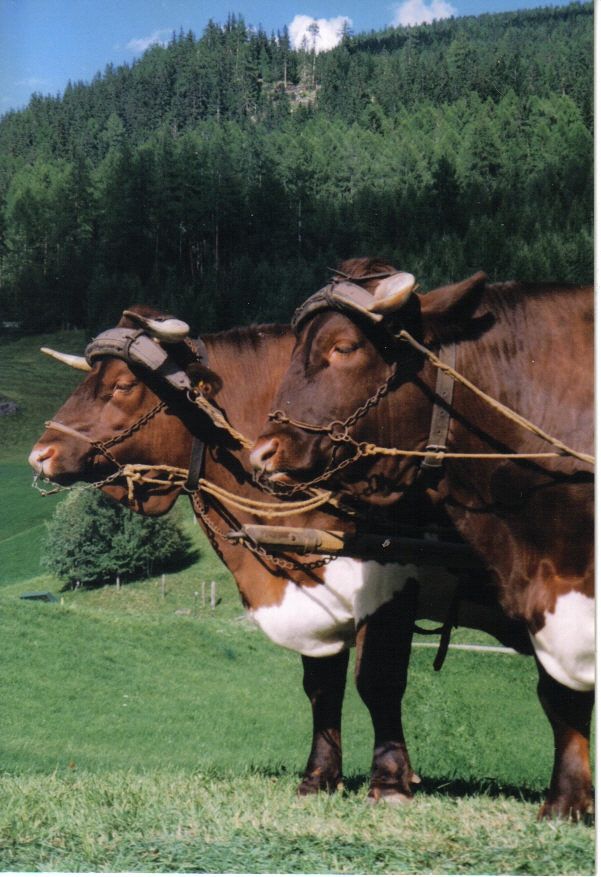 Pinzgauer Ochsen auf Kutsche
